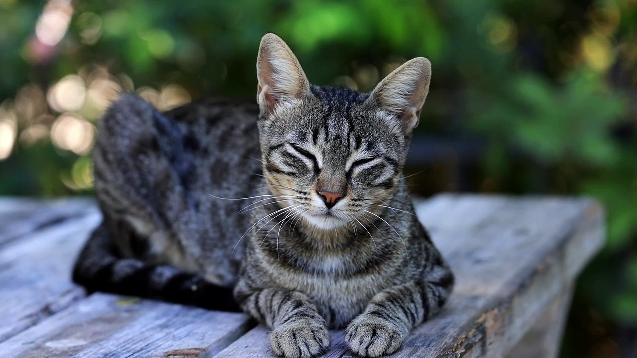 jungle cat world video Dailymotion