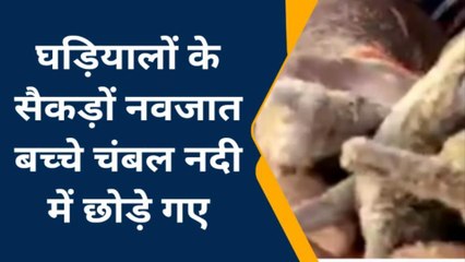 इटावा के चम्बल की बालू में पल रहे थे खतरनाक घड़ियाल के बच्चे, आगे का देखिए वीडियो