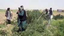 Afganistan'da 80 dönümlük haşhaş ve afyon tarlaları imha edildi