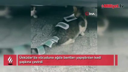 Üsküdar’da vücuduna ağda bantları yapıştırılan kedi şaşkına çevirdi
