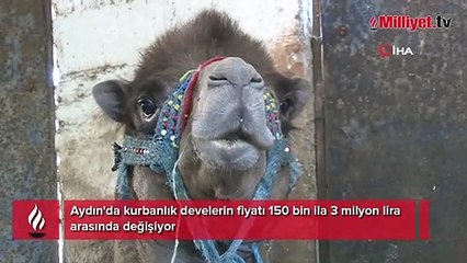 Otomobil fiyatına kurbanlık develer 'yok' satıyor