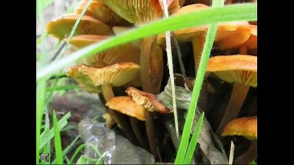 Collybia kuenerianna. Champimaginatis. English Text