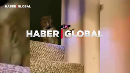 Drone'u doğduğuna pişman eden kedi