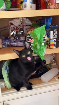 #funnypets watch till the end Follow for more - funny.animals #doglover #cuteanimals #animalslover #funnyanimals #animalsofinstagram #catlover #animals #funnyvideos #funnycats #england #usa #