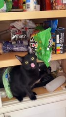 #funnypets   watch till the end   Follow for more - funny.animals #doglover #cuteanimals #animalslover #funnyanimals #animalsofinstagram #catlover #animals #funnyvideos #funnycats #england #usa #