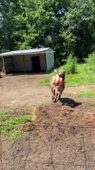 Un âne ravi de jouer avec un ballon gonflable