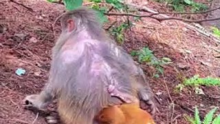 Mother monkey doesn't want to hold her baby