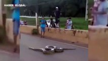 Otoyolda karşıdan karşıya geçen dev yılan için yardım seferberliği