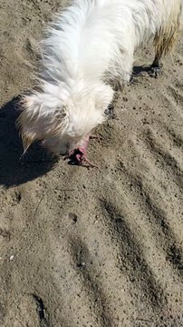 Dog Bites And Paws At Beach Crab