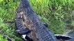 Oh my God, a huge crocodile that preys on incredibly small crocodiles