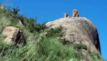 Lion Suddenly Attacked Wildebeest Across the River - Animal Fighting   ATP Earth