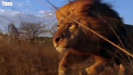 Lion - When Prides Clash and What Happen Next   ATP Earth