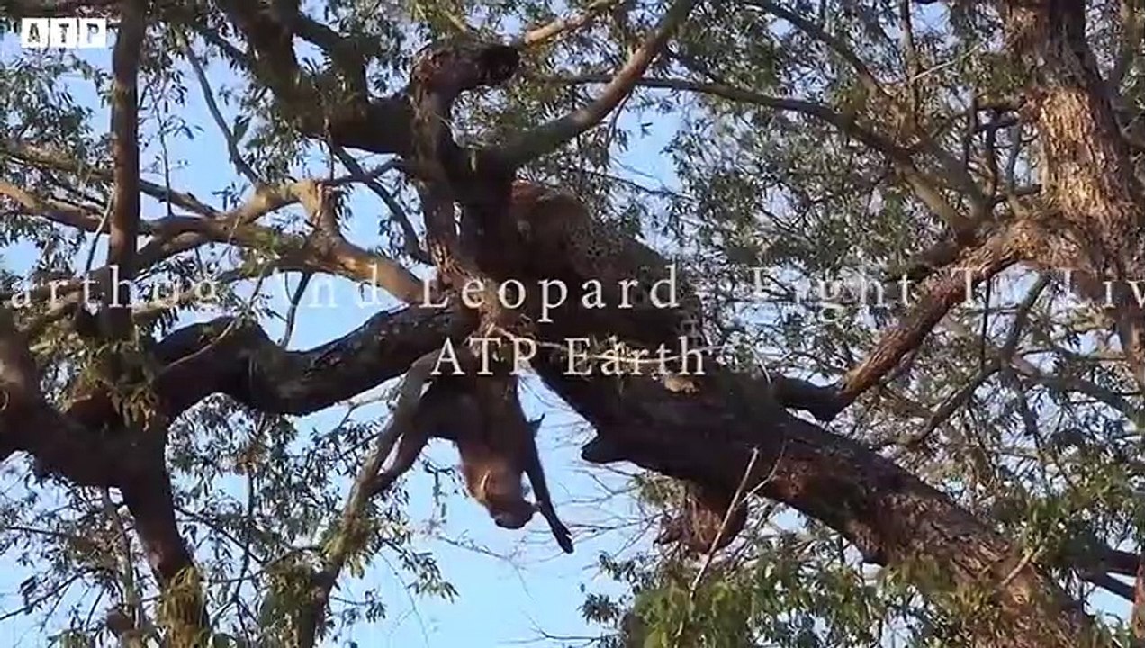 Leopard with Sharp Slaws   ATP Earth