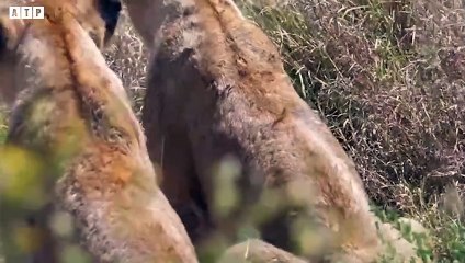 Injured Lion and Last Days of Lion    ATP Earth