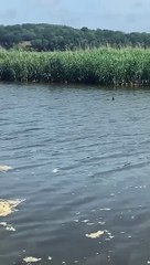Watch as seal catches fish in River Arun
