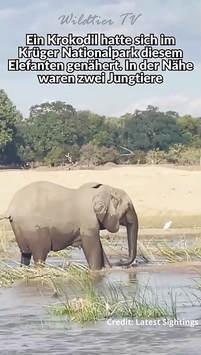 Elefant Attackiert Riesen Krokodil