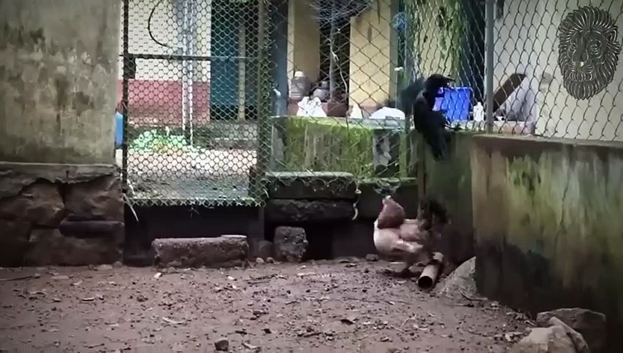 25 Tiere, die sich mit dem falschen Gegner angelegt haben!