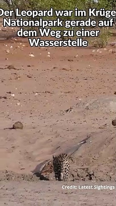 Leopard erkennt Löwin nicht