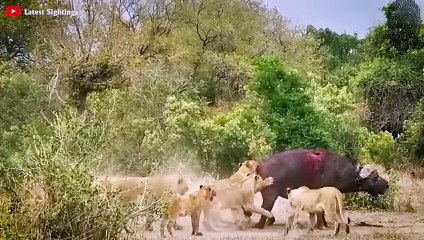 20 BRUTALE LÖWEN ANGRIFFE - AUF KAMERA FESTGEHALTEN