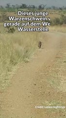 Warzenschwein bemerkt Löwen nicht und wird gefressen