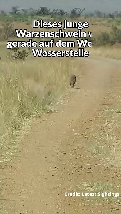 Warzenschwein bemerkt Löwen nicht und wird gefressen