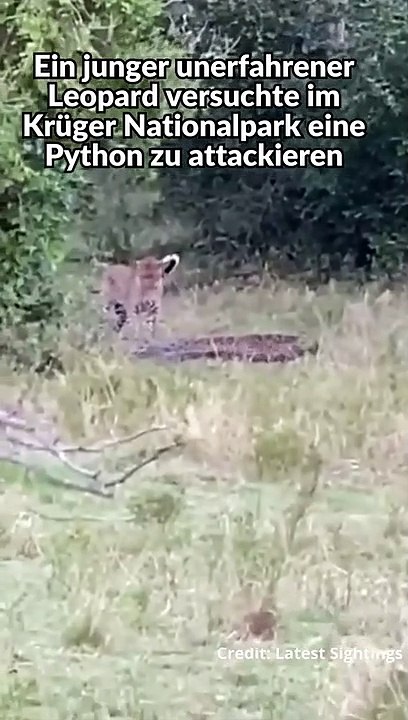 Riesen Python Umschlingt Leoparden