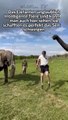 Elefanten beim Seilchen springen