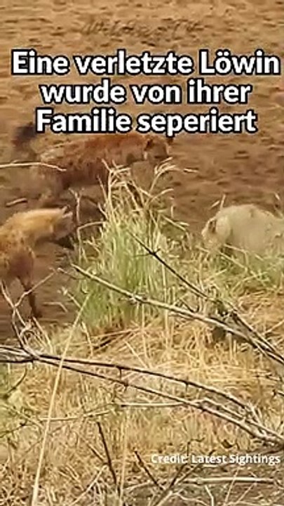 Hyänen kesseln Löwin ein