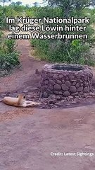 Elefant macht Löwin Nass