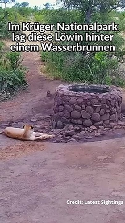 Elefant macht Löwin Nass