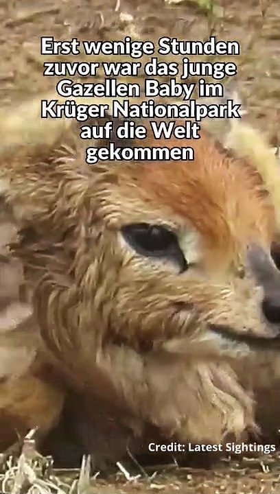 Löwin spielt mit Baby Gazelle #shorts