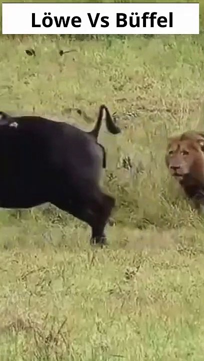 Riesen Löwen attackieren Büffel Mutter und ihr Kalb!
