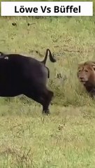 Riesen Löwen attackieren Büffel Mutter und ihr Kalb!