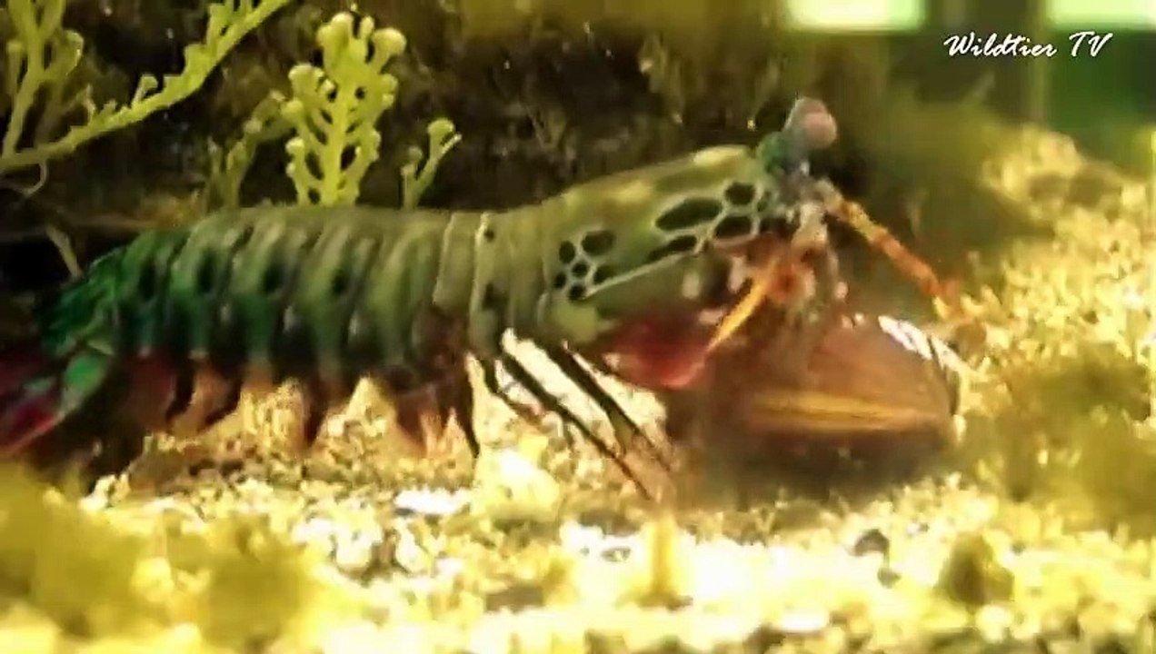 Tiere, die sich mit dem falschen Gegner angelegt haben #2