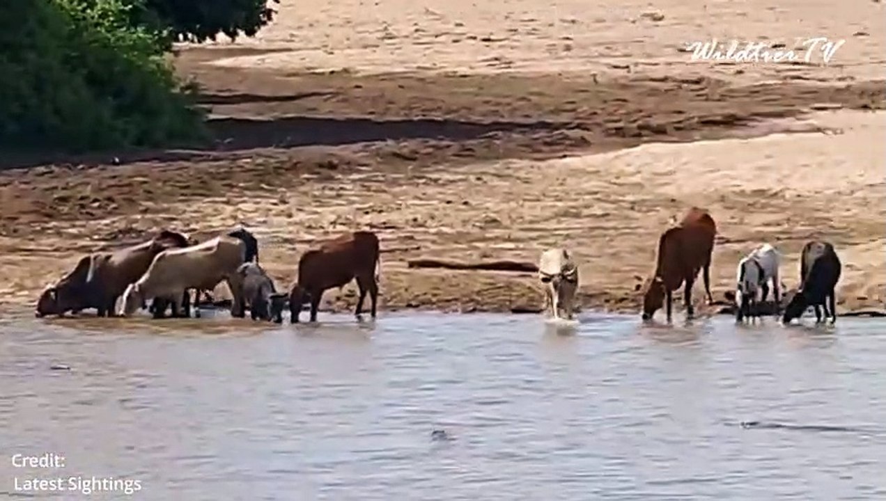 Momente in denen Hungrige Krokodile auf ihre Lieblingsbeute trafen! Krokodil vs Zebra,Gnu,Gazelle