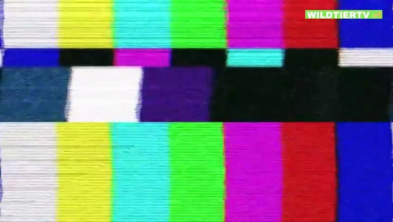 5 Krokodile die Ihre Unglaublichen Jagdtechniken unter Beweis stellten