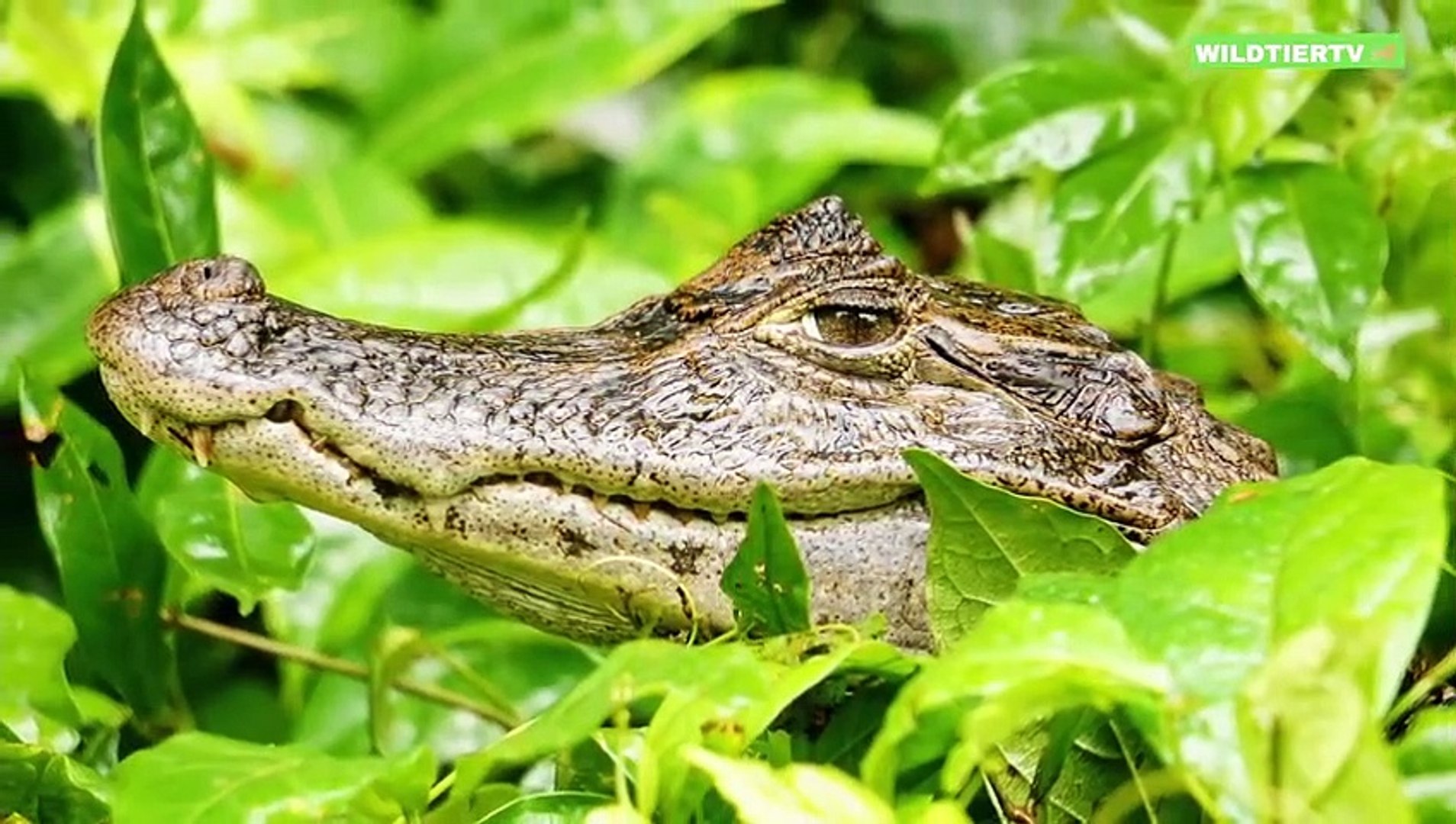 ⁣Hihetetlen! Vidrák támadnak és esznek kajmánt