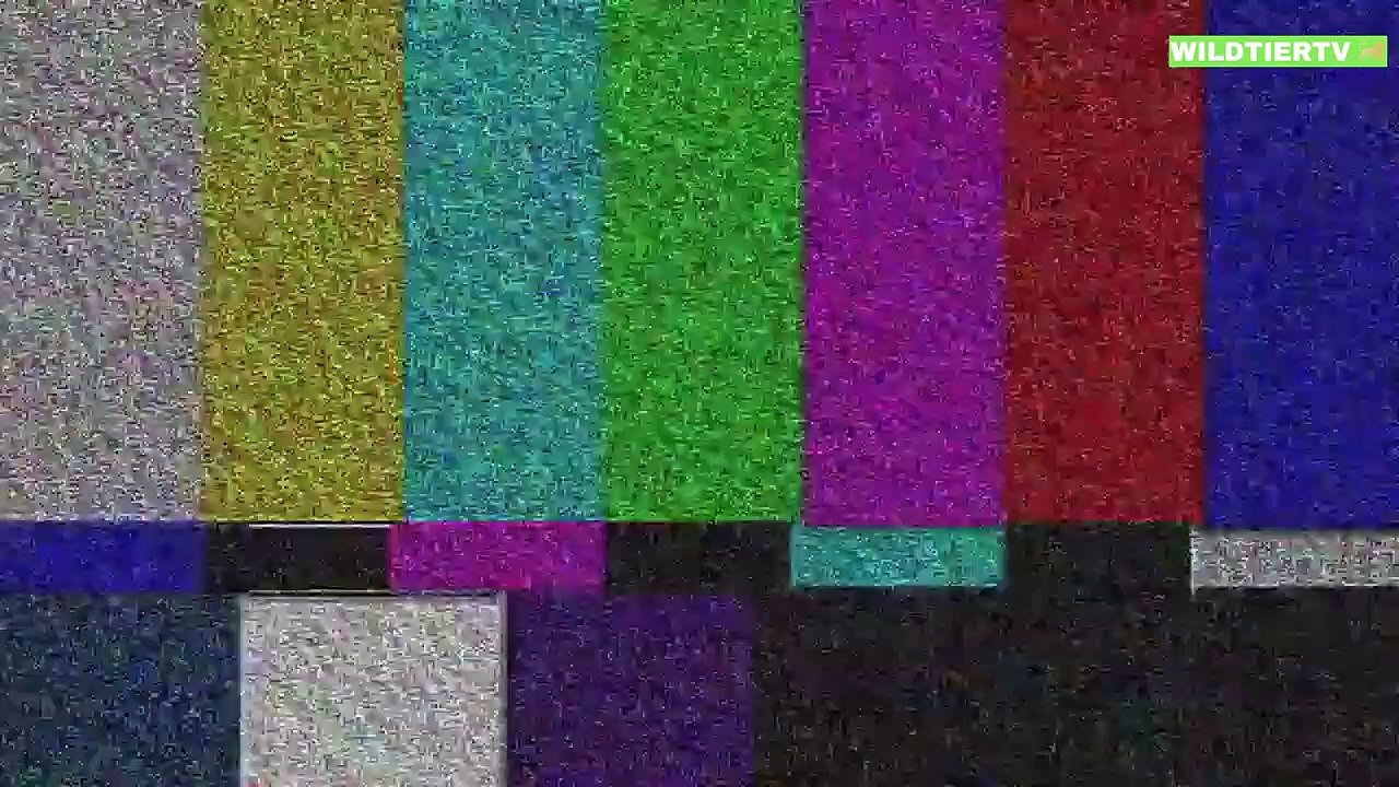 Momente in Denen eine Python ihre Kraft unter Beweis stellen möchte - Python Vs Allighator,Dachs..