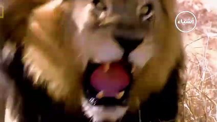 أخطر الأسود الأفريقية وحقائق مدهشة في عالم الحيوان