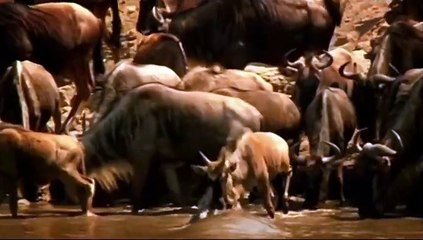 أشرس المعارك المدهشه بين الحيوانات مشاهد لا تصدق