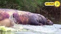 أقترب هذا الاسد من نهر التماسيح ولكن ما حدث لم يكن متوقعا  الحياة البرية في عالم الحيوان