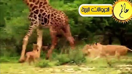 التماسيح قررت أَخيراً القضاء على الزراف فكانت قوتهم كالصاعقة ! عالم الحيوان