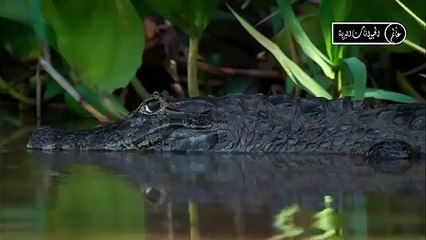 التمساح الانتهازي شاهد ماذا يفعل بالحيوانات
