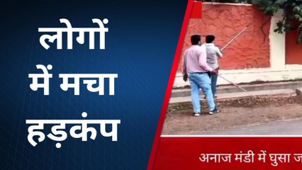 बांदीकुई : अनाज मंडी में घुसा जहरीला सांप