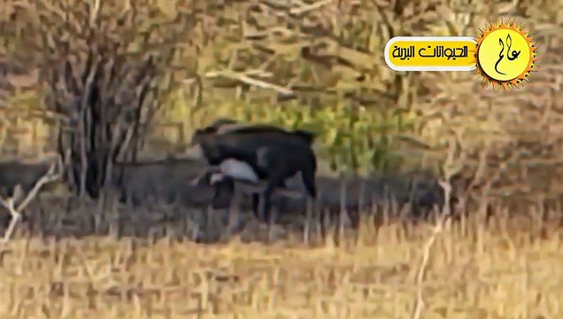 الضباع الجائعة تهاجم صغار الحيوانات البرية أمام أعين أمهاتهم شئ لا يصدق عالم الحيوان