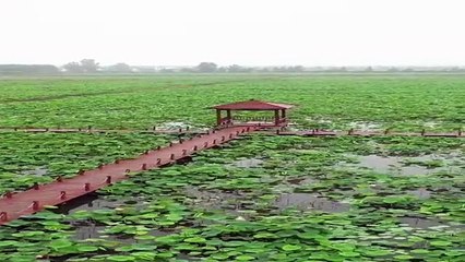 Çin'in Doğusundaki Nilüfer Bahçesi Görsel Şölen Sunuyor