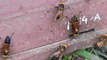 Bees Scream When Murder Hornet Cousins Attack