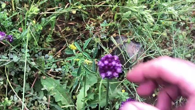 Doğada Deli Pırasa Otu Dağ Sarmısağı Sirmo Otu Faydaları