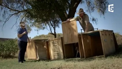 Cet homme est le meilleur ami des kangourous - ZAPPING SAUVAGE