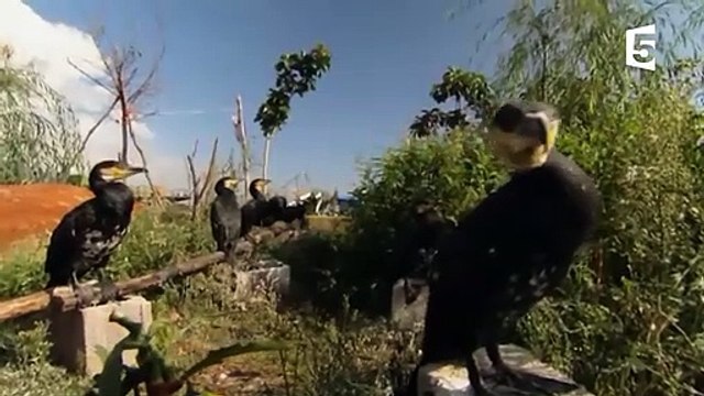 Chine des oiseaux dressés pour pêcher - ZAPPING SAUVAGE